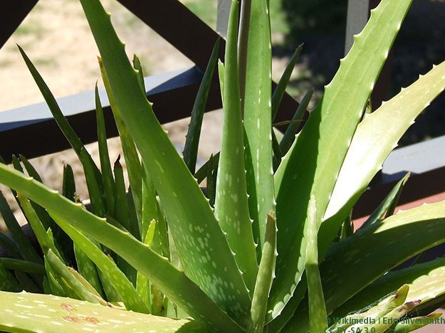 Einnahme von Aloe vera wirkt sich positiv auf den Blutzuckerspiegel aus