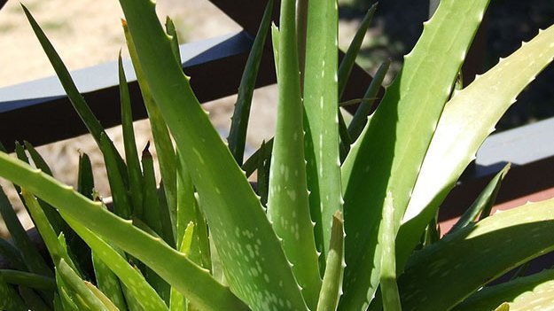 Einnahme von Aloe vera wirkt sich positiv auf den Blutzuckerspiegel aus