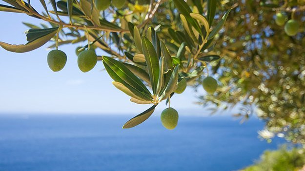 Carstens-Stiftung: Olivenblätter senken Blutdruck und Blutfette Carstens-Stiftung: Olivenblätter senken Blutdruck und Blutfette