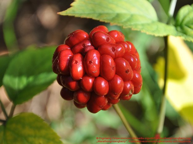 Ginseng besser als gedacht?
