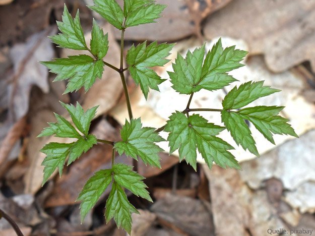 Weniger Hitzewallungen durch Traubensilberkerze