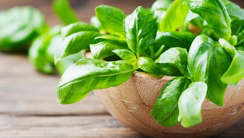 Basilikum: Ein Kraut gegen Depressionen und Angst?