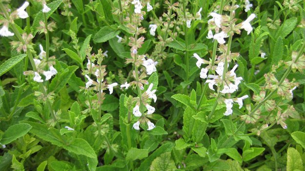 Danshen kann den Blutdruck normalisieren Danshen kann den Blutdruck normalisieren