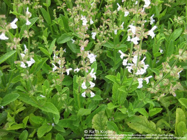 Danshen kann den Blutdruck normalisieren Danshen kann den Blutdruck normalisieren