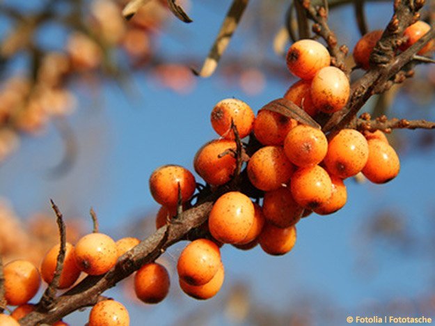 Mit Sanddorn bleibt kein Auge trocken Carstens-Stiftung: Mit Sanddorn bleibt kein Auge trocken.