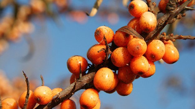 Mit Sanddorn bleibt kein Auge trocken Carstens-Stiftung: Mit Sanddorn bleibt kein Auge trocken.