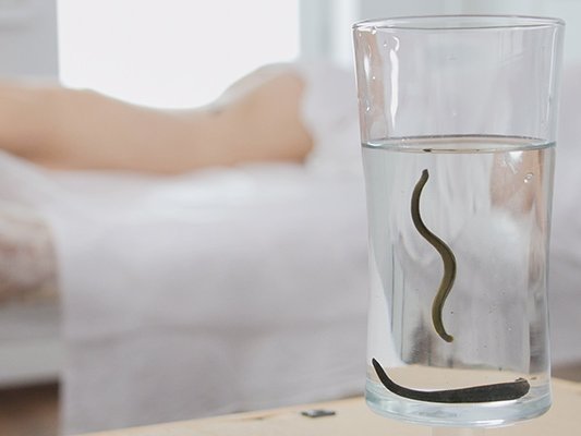 Blutegel als eine effektive Therapie für Patienten mit chronischen Rückenschmerzen