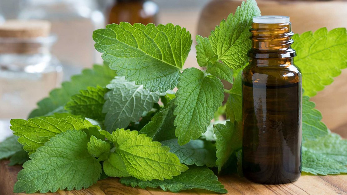 Welchen Nutzen hat Melisse während der Dialyse?