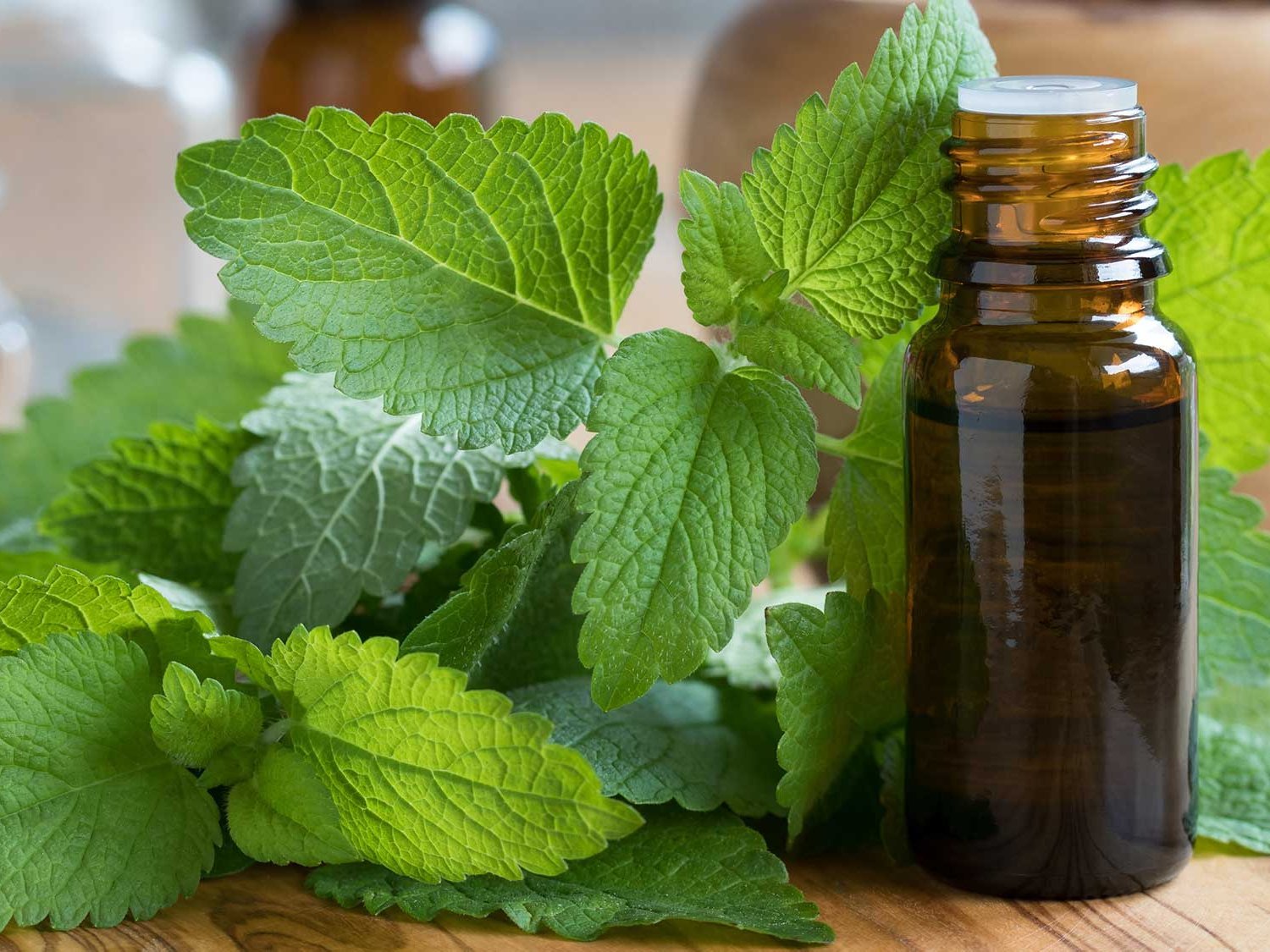 Welchen Nutzen hat Melisse während der Dialyse?