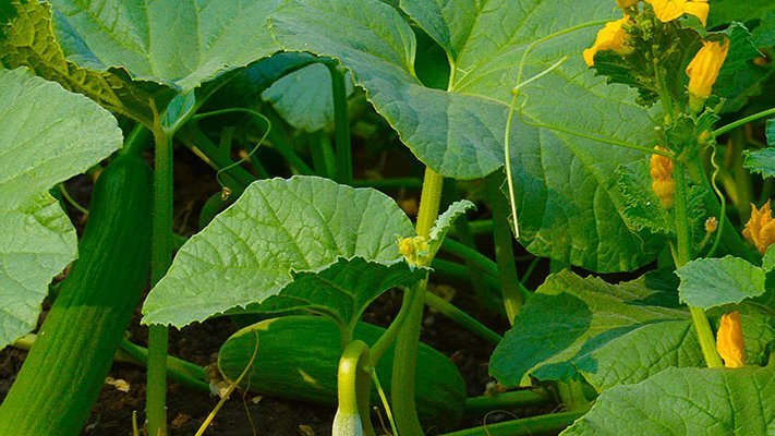 Carstens-Stiftung: Saure-Gurken-Zeit für Arthroseschmerzen Natürliches Gurken Extrakt als bessere Alternative zu einer Glukosamin-Chondoitrin-Behandlung um leichte bis mäßige Arthrose zu heilen