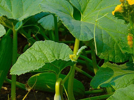 Natürliches Gurken Extrakt als bessere Alternative zu einer Glukosamin-Chondoitrin-Behandlung um leichte bis mäßige Arthrose zu heilen