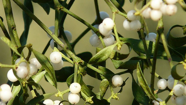 Mistelextrakt bei chronischer Hepatitis C Mistelextrakt bei chronischer Hepatitis C