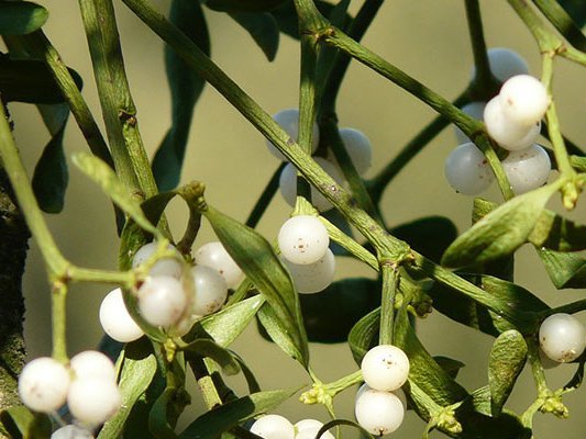 Mistelextrakt bei chronischer Hepatitis C Mistelextrakt bei chronischer Hepatitis C