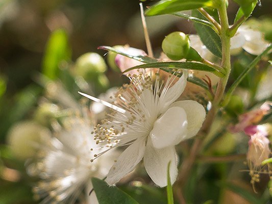 Carstens-Stiftung: Vaginalzäpfchen mit Myrtenextrakt gegen HPV-Infektion Carstens-Stiftung: Vaginalzäpfchen mit Myrtenextrakt gegen HPV-Infektion