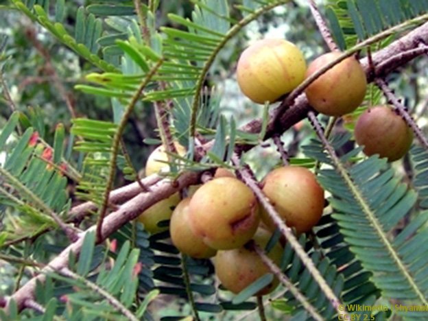 Carstens-Stiftung: Indische Wunderbeere mit positiven Effekten
