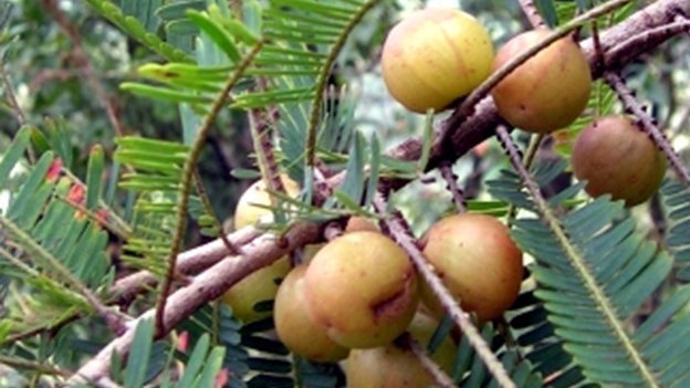 Carstens-Stiftung: Indische Wunderbeere mit positiven Effekten