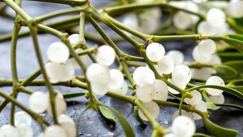 Debatte um die Misteltherapie