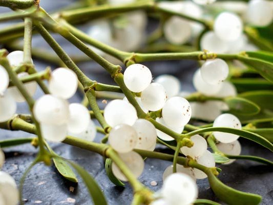 Debatte um die Misteltherapie Debatte um die Misteltherapie