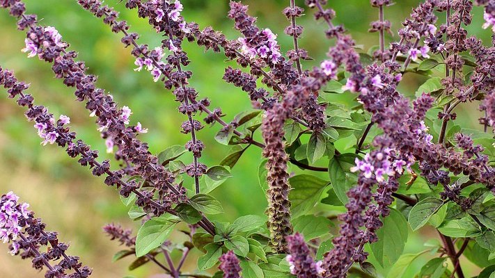 Carstens-Stiftung: Rotwurz-Salbei schützt das Herz