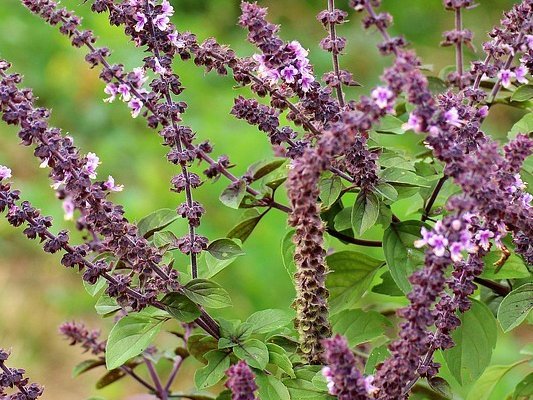 Carstens-Stiftung: Rotwurz-Salbei schützt das Herz