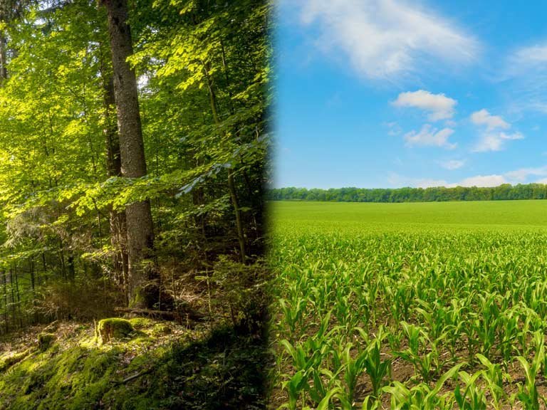 Wald oder Feld in der Patientenversorgung?