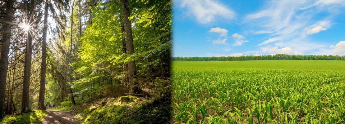 Wald oder Feld in der Patientenversorgung?