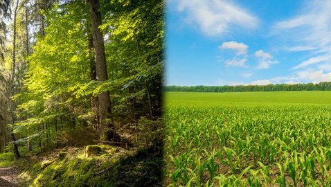 Wald oder Feld in der Patientenversorgung?