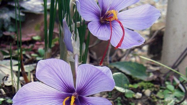Carstens-Stiftung: Besserung in Sicht mit Safran Carstens-Stiftung: Besserung in Sicht mit Safran