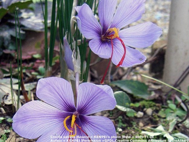 Carstens-Stiftung: Besserung in Sicht mit Safran