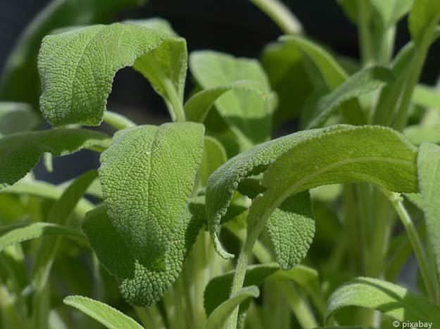 Carstens-Stiftung: Salbei-Extrakt bei erhöhten Cholesterinwerten.