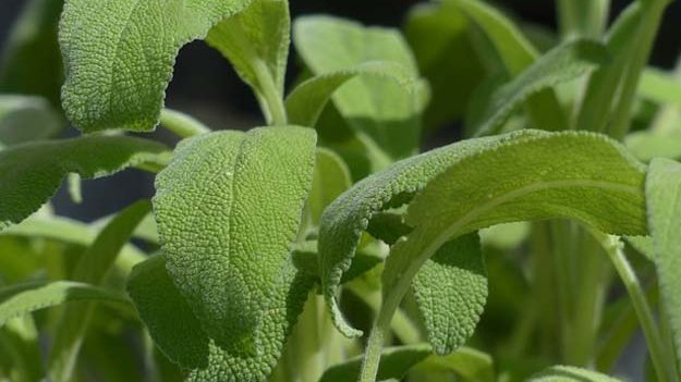 Carstens-Stiftung: Salbei-Extrakt bei erhöhten Cholesterinwerten. Carstens-Stiftung: Salbei-Extrakt bei erhöhten Cholesterinwerten.