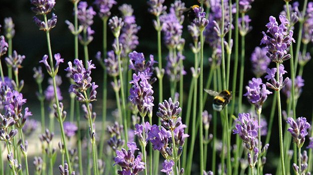 Lavendel vertreibt Angst Carstens-Stiftung: Lavendel in der Phytotherapie