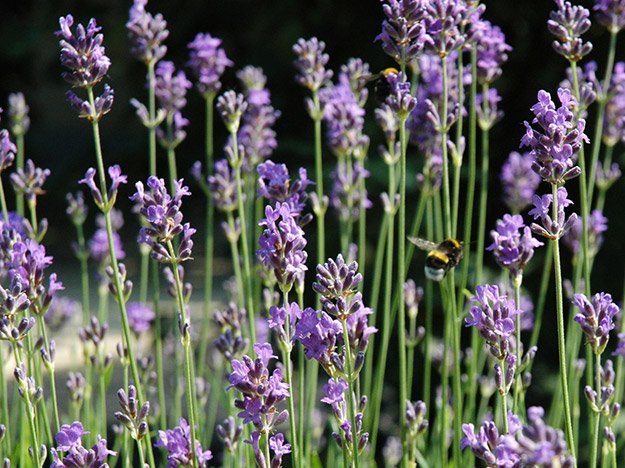 Carstens-Stiftung: Lavendel in der Phytotherapie