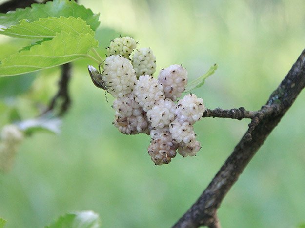 Carstens-Stiftung: Mit Maulbeerblättern gegen hohe Blutfettwerte. Carstens-Stiftung: Mit Maulbeerblättern gegen hohe Blutfettwerte.