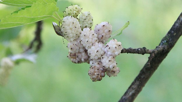 Carstens-Stiftung: Mit Maulbeerblättern gegen hohe Blutfettwerte. Carstens-Stiftung: Mit Maulbeerblättern gegen hohe Blutfettwerte.