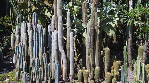 Pflanzliches Viagra Carstens-Stiftung: Pflanzliches Viagra