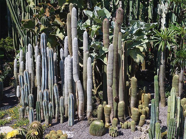 Carstens-Stiftung: Pflanzliches Viagra