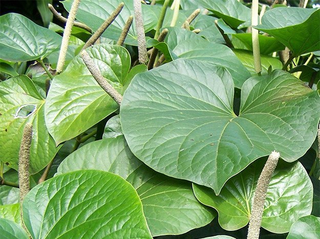 Carstens-Stiftung: Pflanzlich gegen Tuberkulose?