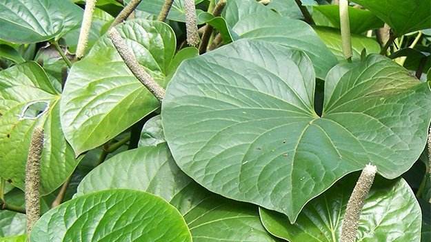 Pflanzlich gegen Tuberkulose? Carstens-Stiftung: Pflanzlich gegen Tuberkulose?