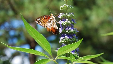 Mönchspfeffer bei prämenstruellem Syndrom (PMS)