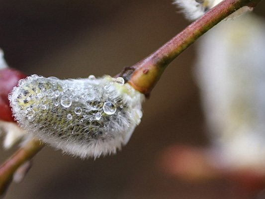 Die Behandlung des Heuschnupfens mit homöopathischen Tiefpotenzen von Galphimia glauca Die Behandlung des Heuschnupfens mit homöopathischen Tiefpotenzen von Galphimia glauca