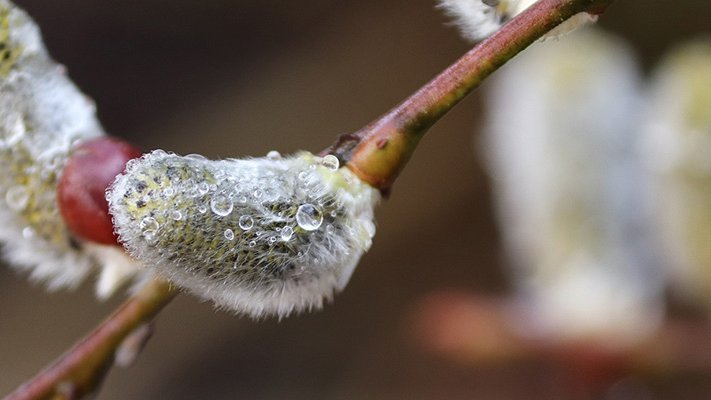 Die Behandlung des Heuschnupfens mit homöopathischen Tiefpotenzen von Galphimia glauca Die Behandlung des Heuschnupfens mit homöopathischen Tiefpotenzen von Galphimia glauca