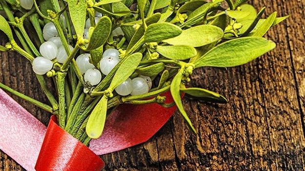 Mistel senkt Bluthochdruck Mistel senkt Bluthochdruck