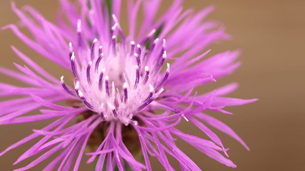 Das Geheimnis der Teufelskralle Das Geheimnis der Teufelskralle