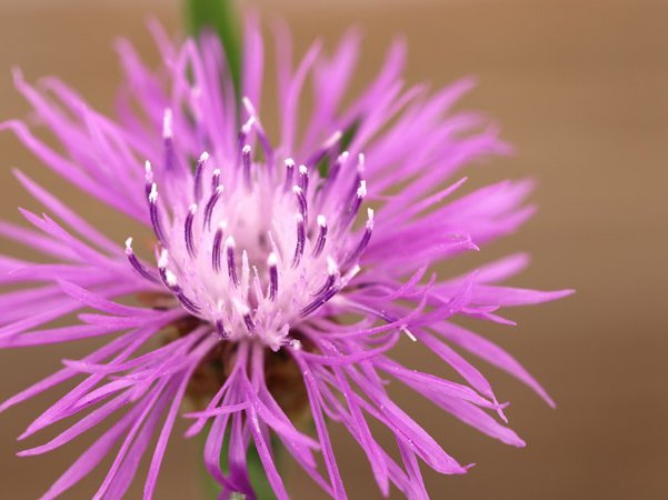 Das Geheimnis der Teufelskralle Das Geheimnis der Teufelskralle