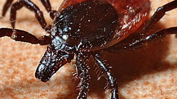 Borreliosetagung in der Münch-Ferber-Villa, Hof Borreliosetagung in der Münch-Ferber-Villa, Hof