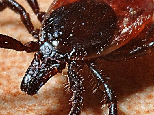 Borreliosetagung in der Münch-Ferber-Villa, Hof Borreliosetagung in der Münch-Ferber-Villa, Hof