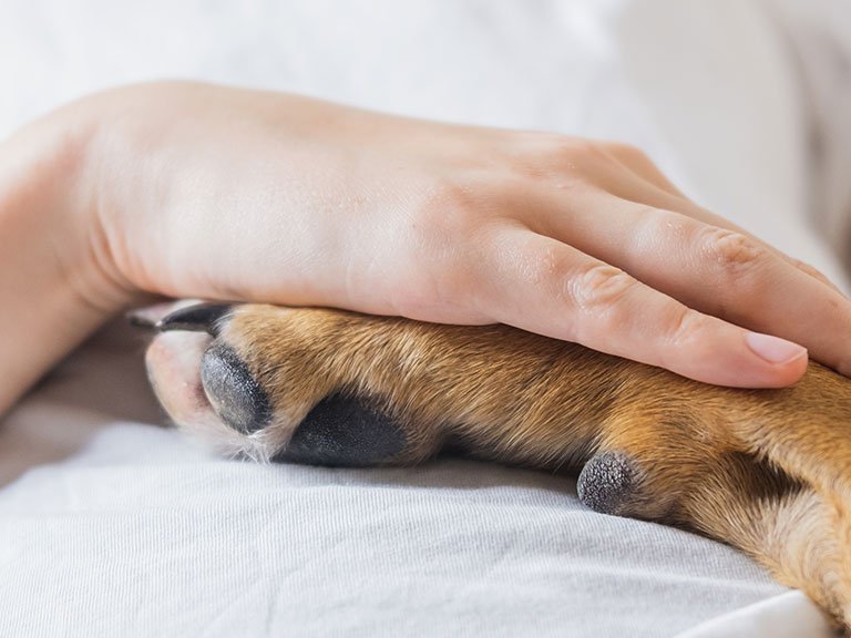 Tiergestützte Interventionen in Gesundheitseinrichtungen