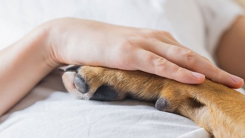 Tiergestützte Interventionen in Gesundheitseinrichtungen