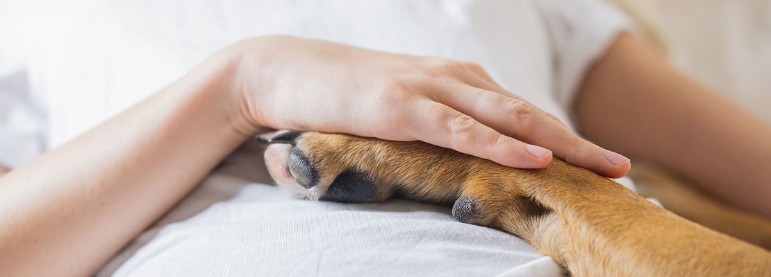 Tiergestützte Interventionen in Gesundheitseinrichtungen